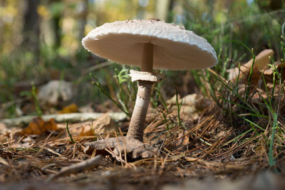 Edible mushroom, kite mushroom