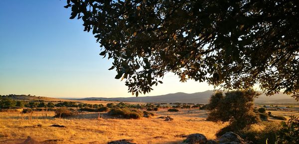 Trees on landscape against sky