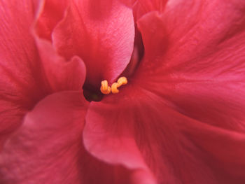 Full frame shot of pink hibiscus