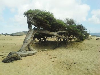 Scenic view of beach against cloudy sky