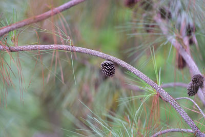 Close-up of butterfly on grass