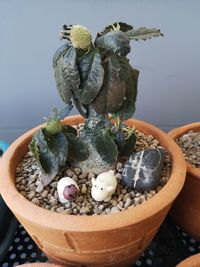 Close-up of potted plant