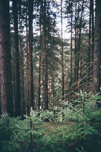 Pine trees in forest