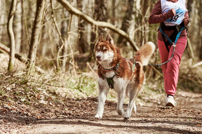 Portrait of dogs running in forest