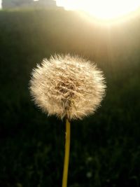 Close-up of dandelion on field