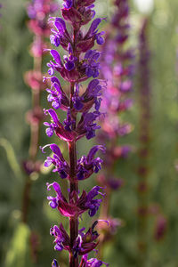 Close-up of purple flowering plant