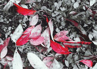 Close-up of red leaves