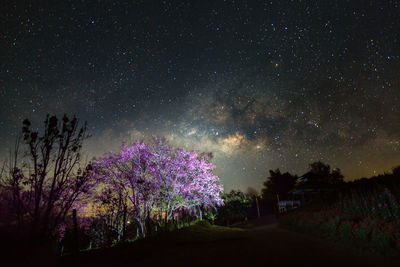 Purple flowers on field against sky at night