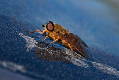 Close-up of horsefly on blue background