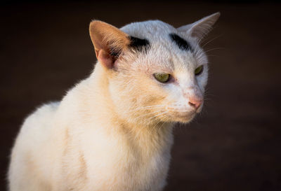 Close-up of a cat looking away