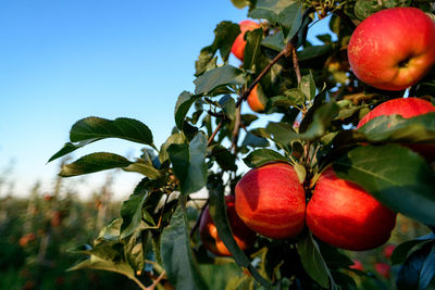 Low angle view of fruits growing on plant against sky