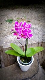 Close-up of pink flower