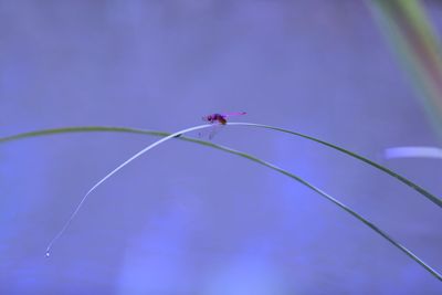 Close-up of insect on plant