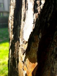 Close-up of tree trunk