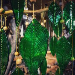 Close-up of leaf hanging on plant