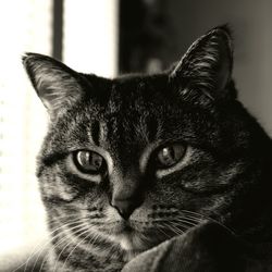 Close-up portrait of cat