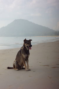 View of dog on beach