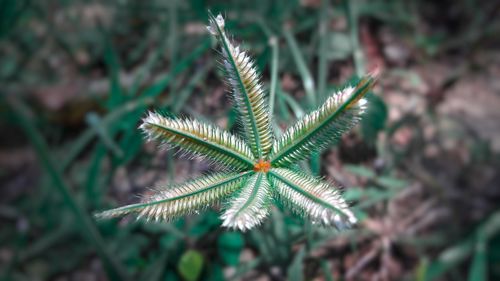 High angle view of plant on field