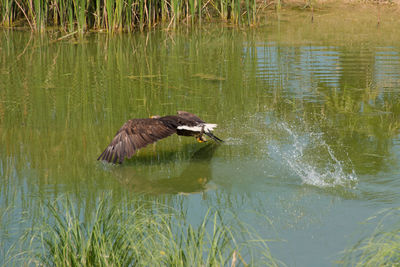 Bird flying over lake