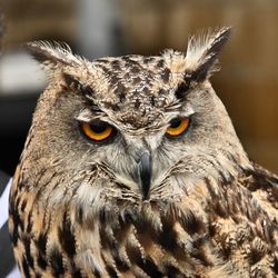 Close-up portrait of owl