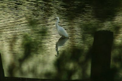 Bird in lake