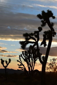 Silhouette trees on beach against sky during sunset