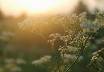 Close-up of flowering plant on field