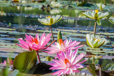 Close-up of lotus water lily in lake