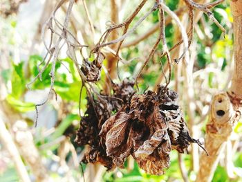 Close-up of plant