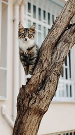 Portrait of a cat on tree trunk