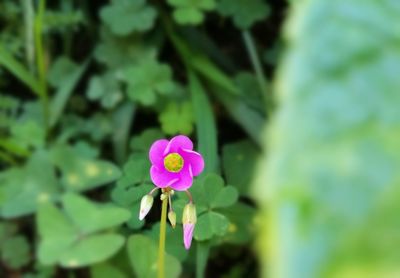 Close-up of pink flower blooming outdoors