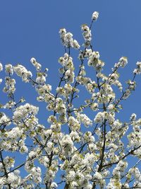 Low angle view of blooming tree against blue sky