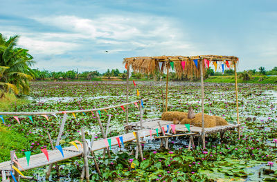 Plants growing on field against sky