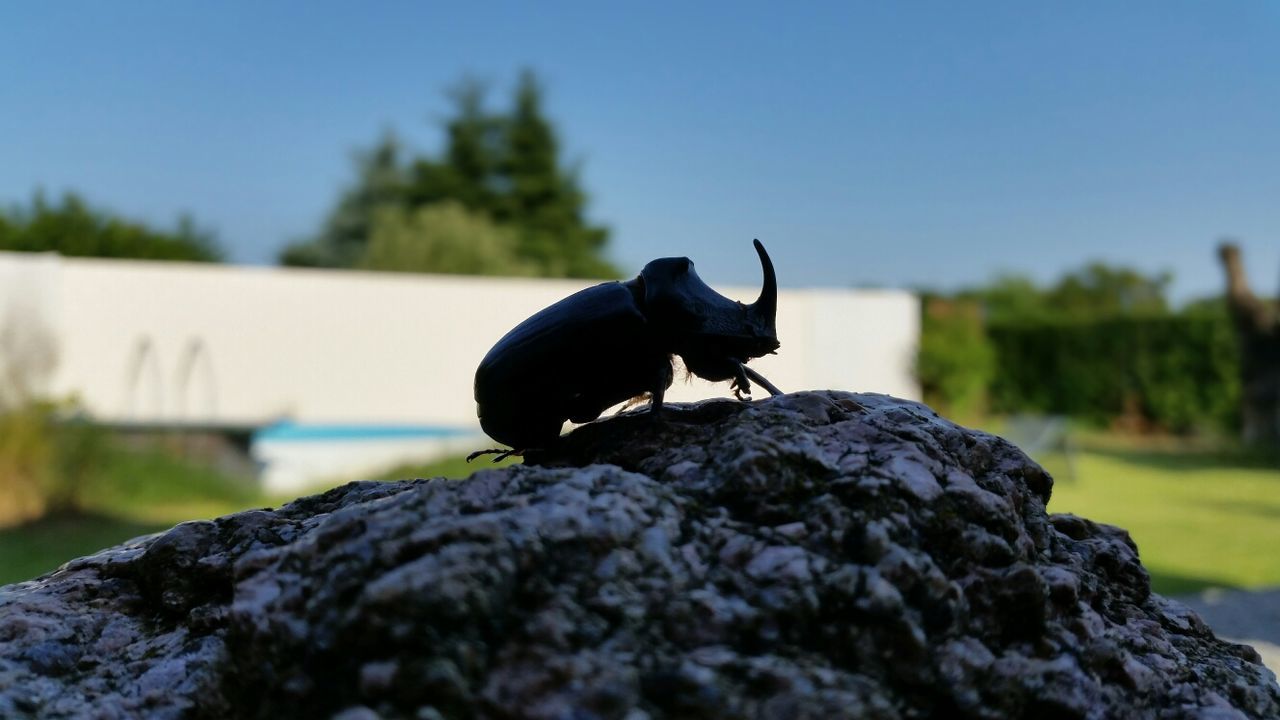 focus on foreground, one animal, animals in the wild, selective focus, animal themes, wildlife, close-up, rock - object, insect, clear sky, nature, snail, textured, rock, day, surface level, outdoors, full length, blue, animal shell