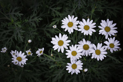 Close-up of white daisy flowers