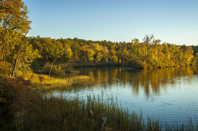 Scenic view of lake by trees against clear sky