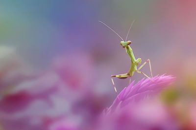 Close-up of insect on flower
