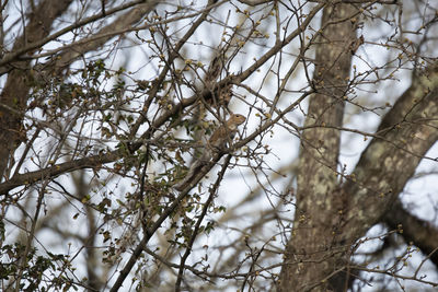 Low angle view of bird perching on tree