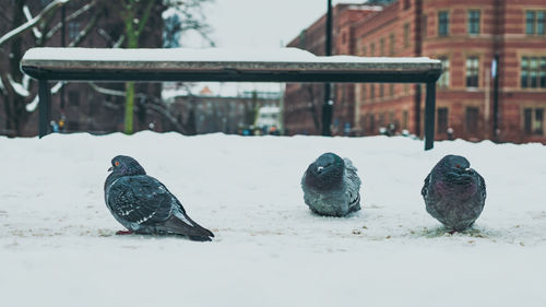Pigeons perching on snow