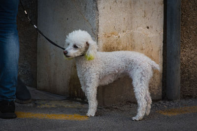White dog standing on footpath