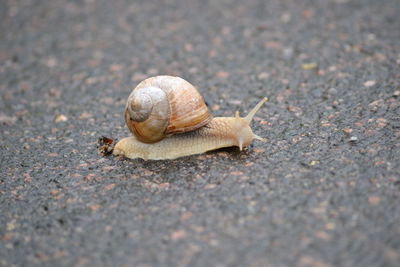 Close-up of snail on ground
