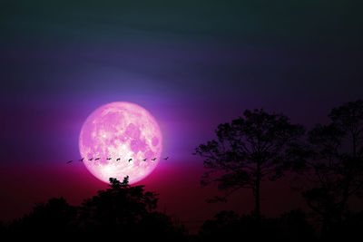 Low angle view of silhouette trees against sky at night