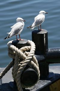 Close-up of birds perching on wooden post by sea