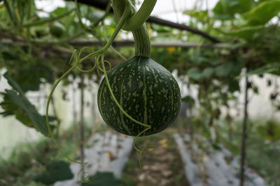 Close-up of melon growing on plant