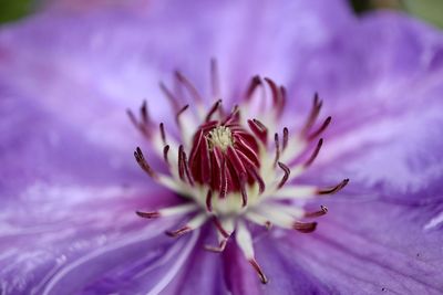 Close-up of purple flowering plant