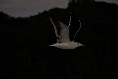 Seagull flying in sky