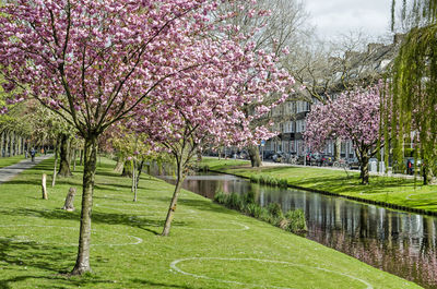 View of cherry blossom trees in park