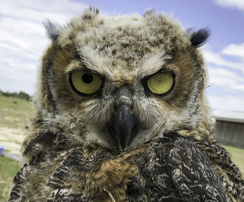Close-up portrait of owl against sky