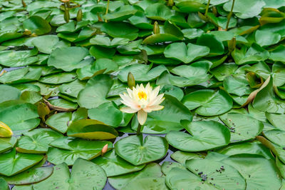 High angle view of lotus water lily in lake