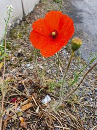 Close-up of red poppy flower on field